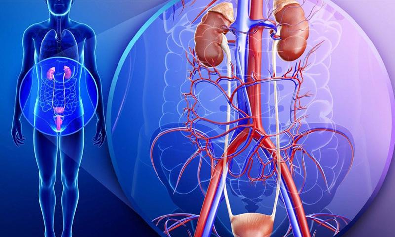 أعراض التهاب المسالك البولية وطرق الوقاية منها